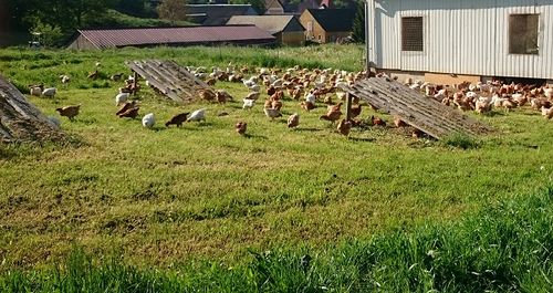 Hühner in Biohaltung, Credit: Sonnberg/Transgourmet
