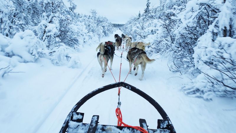 "Hundeschlittenfahrt durch das schwedische Lappland" (Kiruna, Sweden)
