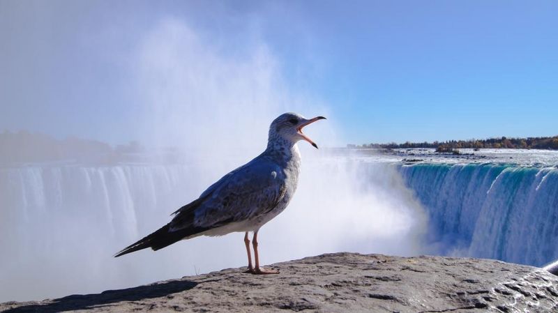 2017: "Angry Bird" (Niagara Falls, Kanada), 2nd prize category "City, country, river"