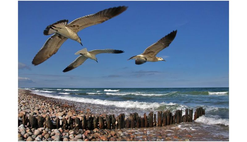 2012: "Seagulls" (Vejby Strand, Denmark), 1st prize category "City, country, river"