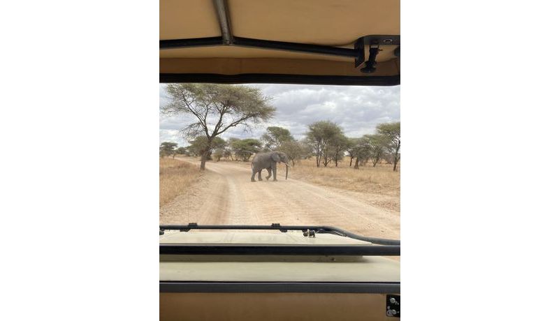 Der etwas andere querende Fußgänger (Tansania)
