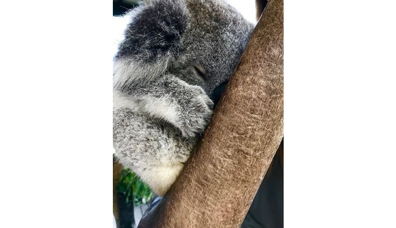 "Fluffy Nap" (Australia's Eastern Coast)