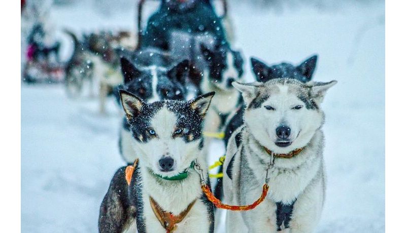 "Dog Sledding in Swedish Lapland 2" (Schweden)