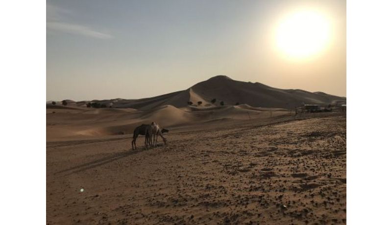 "Wüstenblume" (Abu Dhabi Desert, United Arab Emirates)
